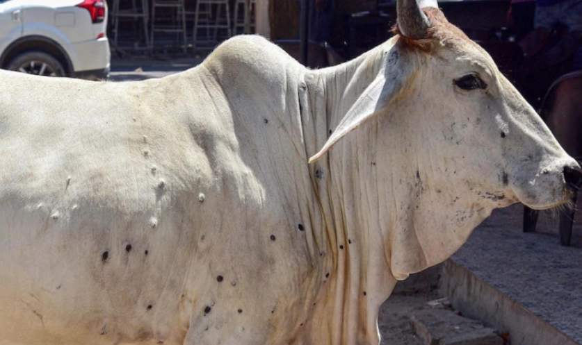लंपी वायरस के कारणों की तलाश को पिथौरागढ पहुंची वैज्ञानिकों की टीम