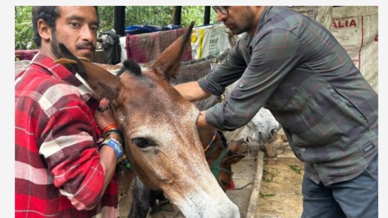 रुद्रप्रयाग। श्री केदारनाथ धाम मार्ग पर हुई विनाशकारी बादल फटने की घटना के बाद पशुपालन विभाग द्वारा पशु क्रूरता निवारण समिति और पीपल फॉर एनिमल्स उत्तराखंड के साथ