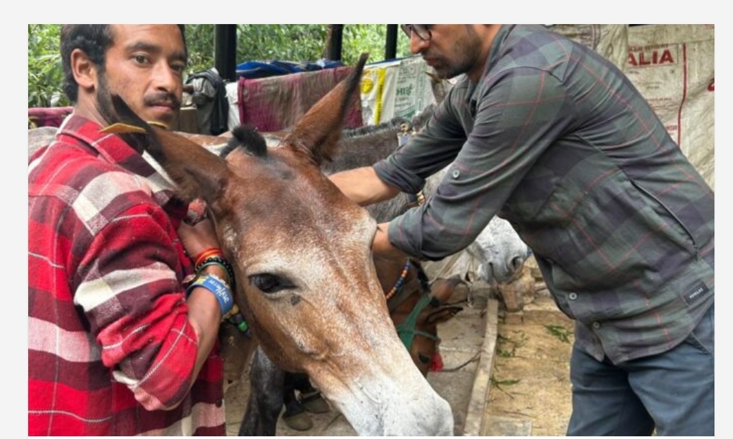 रुद्रप्रयाग। श्री केदारनाथ धाम मार्ग पर हुई विनाशकारी बादल फटने की घटना के बाद पशुपालन विभाग द्वारा पशु क्रूरता निवारण समिति और पीपल फॉर एनिमल्स उत्तराखंड के साथ