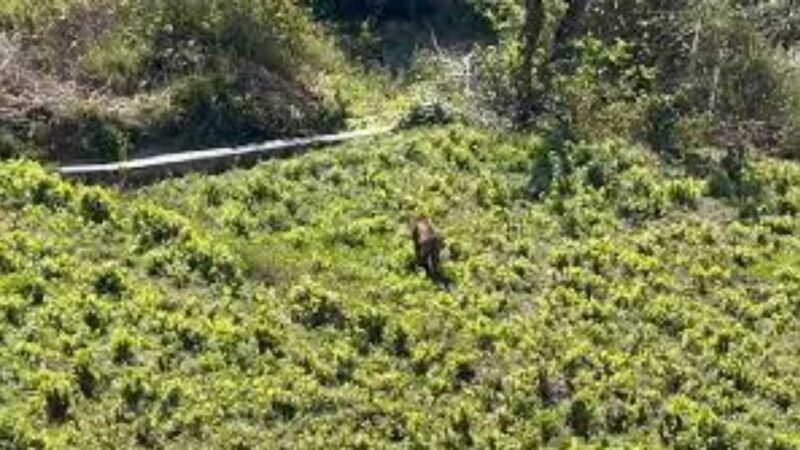 अंतरराष्ट्रीय बाघ दिवस: उत्तराखंड में तेजी से बढ़ रही है बाघों की संख्या