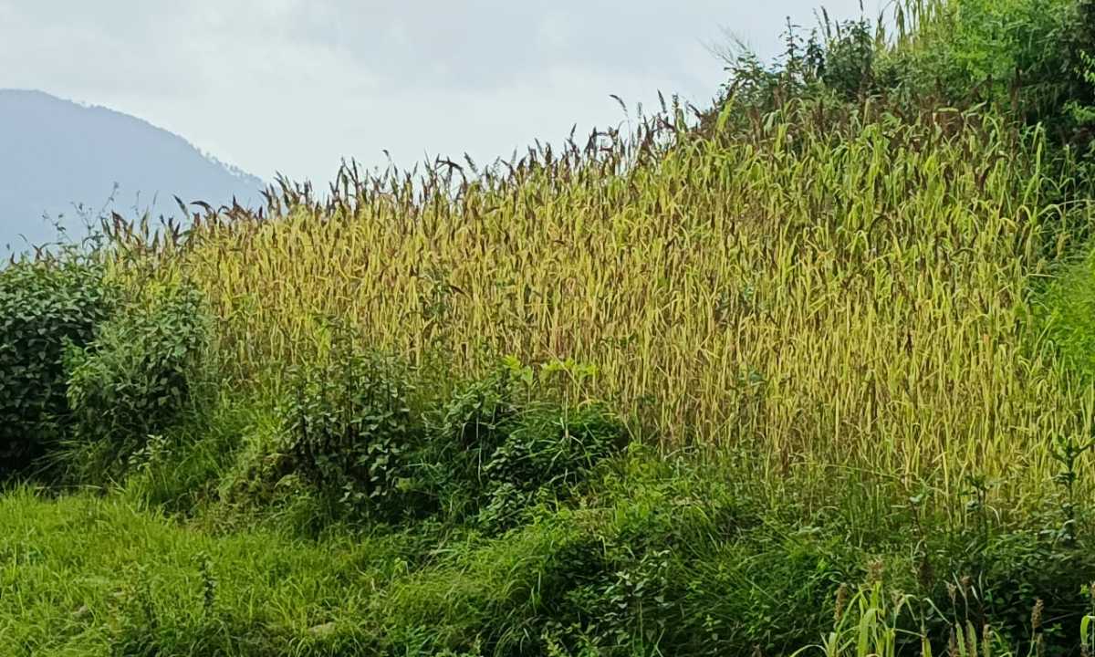 रुद्रप्रयाग में मिलेट मिशन को मिला बल-  मंडुवा (रागी) का MSP ₹48.86/किलो, 2500 क्विंटल खरीद का लक्ष्य